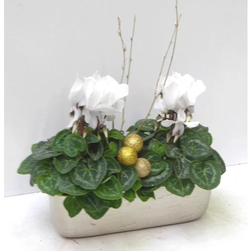 Une touche pratique à l’extérieur：Mini Cyclamen - La jardinette champagne de 25 cm