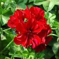 Jardin en douceur:Géranium lierre à fleurs doubles - La suspension diam 27 cm
