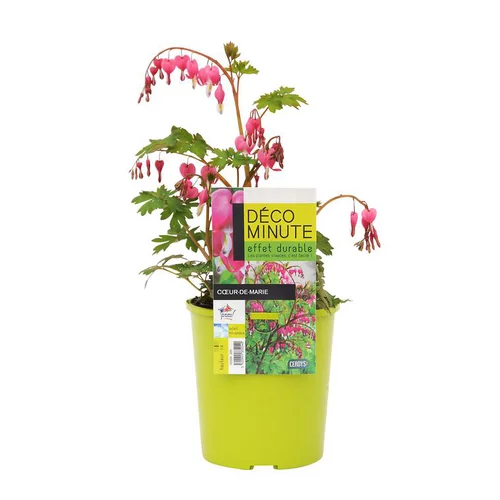 Jardin fonctionnel：Cœur de Marie rose. Le pot de 2 litres