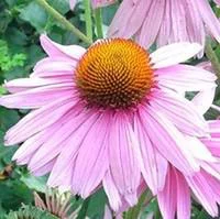 Le pratique au jardin：Echinacea Purpurea - Le pot de 1 litre