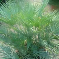 Extérieur plaisir：Chamaerops Humilis Ceracifera ou Palmier nain en pot de 17 cm