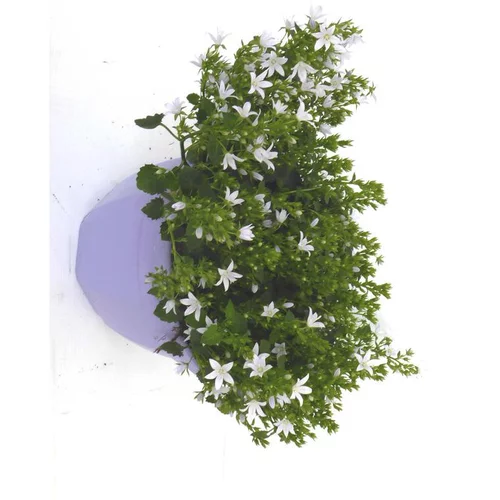 Nature maison:Campanule Addenda - La coupe de 20 cm