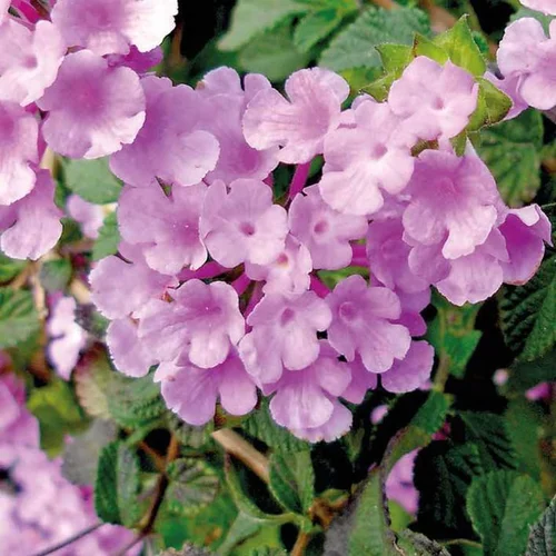 Extérieur déco：Lantana Sellowiana à fleurs roses - Le pot Ø 13 cm