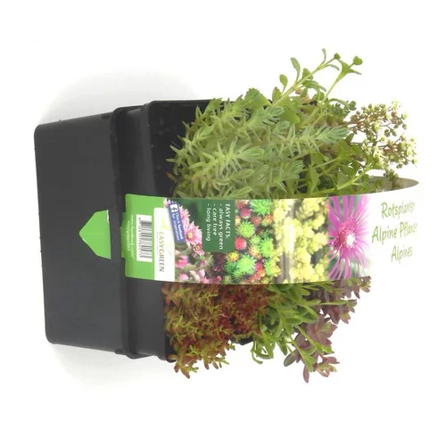 Pour la maison et l’extérieur:Sedum Toiture Vegetalisee - La barquette de 6 plants