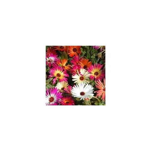Pour votre projet：Ficoide Lampranthus - Le pot de 1 litre