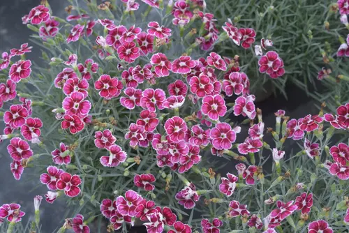 Jardin confort plus:Œillet nain FLUTTERBURST® - Le pot de 2 litres
