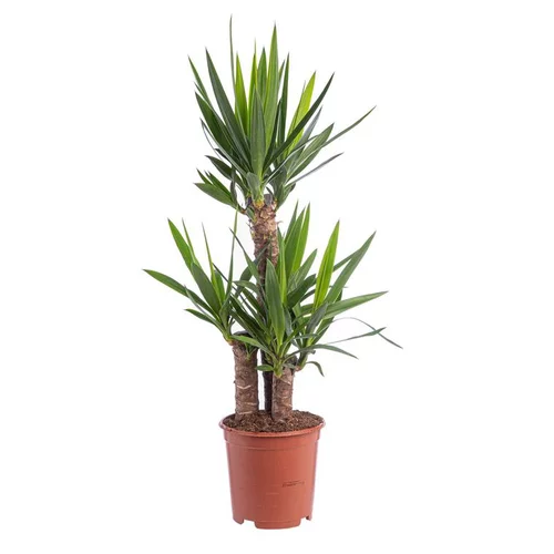 Solution maison：Yucca 3 pieds. Le pot Ø 21 cm