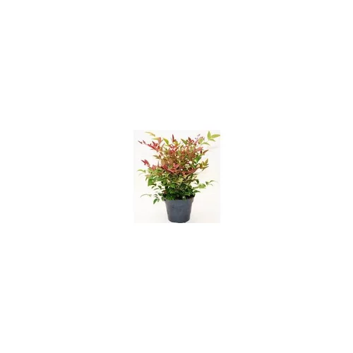 Pour votre espace vert：Nandina - Le pot de 13 cm