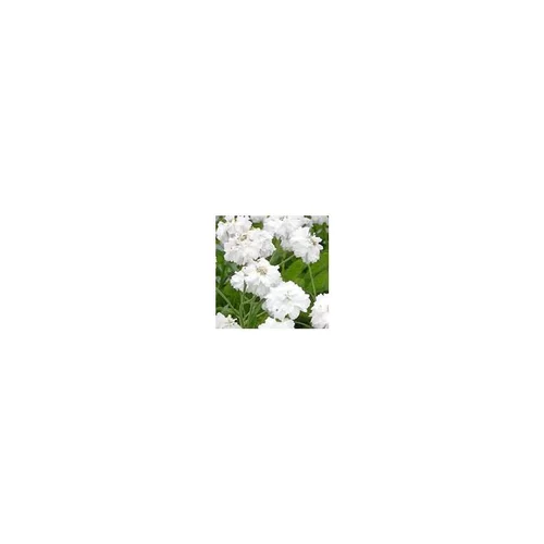 Jardin expert：Achillea Ptarmica - Le pot de 3 litres