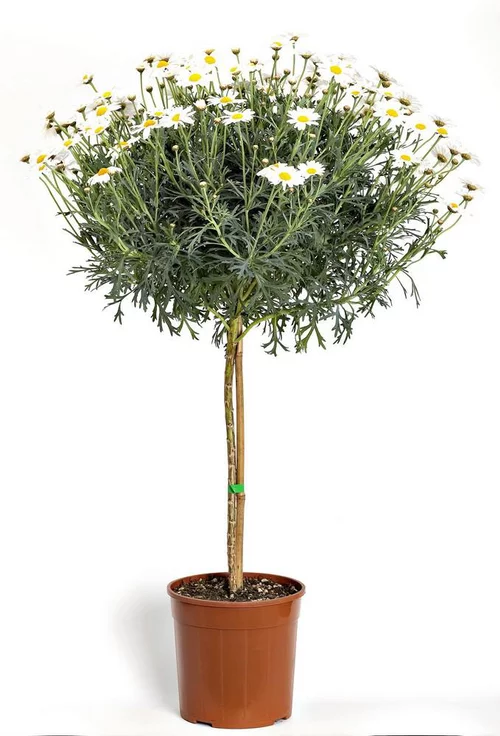 Tendance extérieur：Anthemis Beejou Tige. Le pot de 25 cm