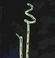 Maison et jardin：Lucky Bamboo droit. 80 cm