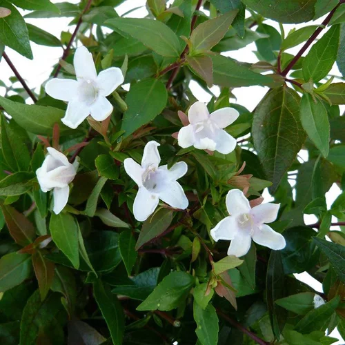 Ambiance jardin：Abélia Grandiflora touffe. Le pot de 7,5 litres