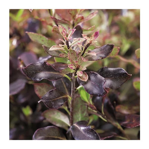 Espace vert confort：Pittosporum Tenuifolium Tom Thumb - pot 7,5 L