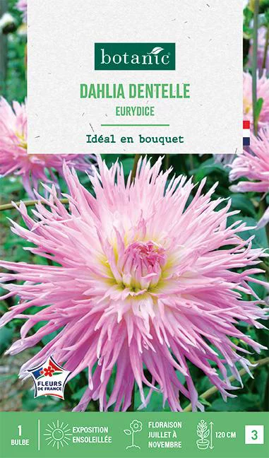 Jardin & confort：Bulbe de fleurs Dalhia dentelle Eurydice botanic® - 1 bulbe