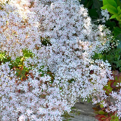 Jardin au naturel：Sedum Coral Carpet - Le pot de 1 litre