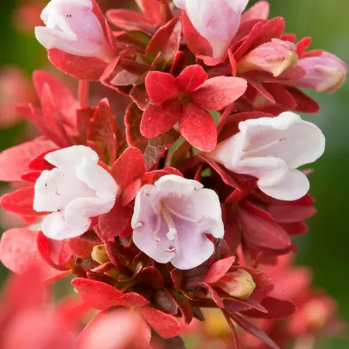 Pour créer votre univers jardin：Abélia Floribunda rose 30/40. Le pot de 3 litres