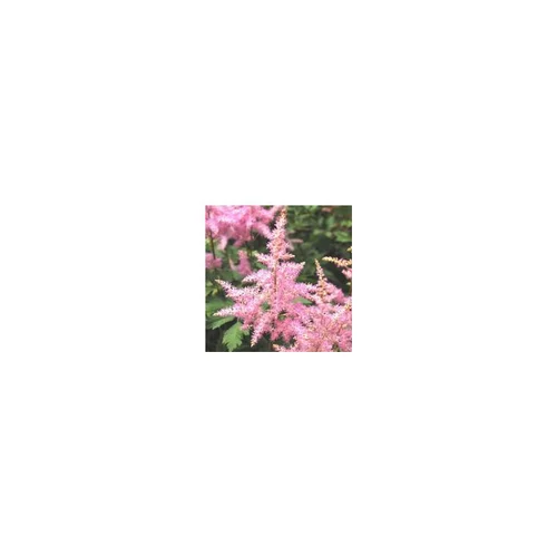Solution simple:Astilbe - Le pot de 2 litres