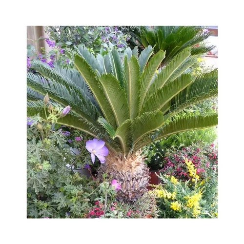 Pour vos envies d’extérieur:Cycas Revoluta. Le pot de 7 litres
