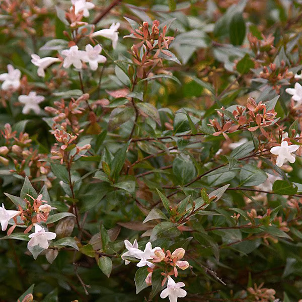 2 x Abélie grandiflora 'Confetti' – Abelia grandiflora 'Confetti', 25-30 cm pot