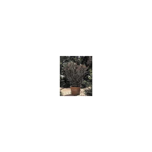 Jardin passion：Goyavier Feijoa Sellowiana en pot de 10 L