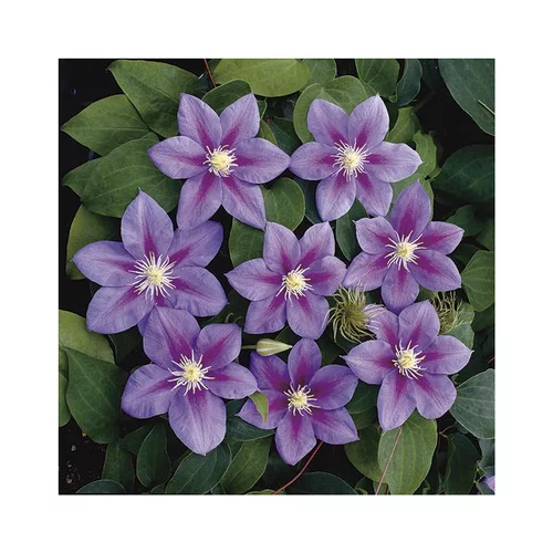 Les essentiels du jardin:CLEMATITE BARBARA JACKMANN. Le pot de 3 litres