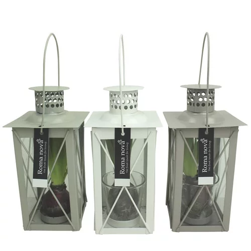 Jardin accessoire:Jacinthe lanterne bois - La composition