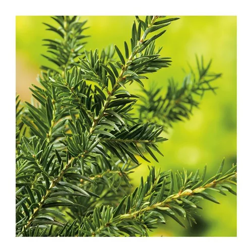 Facile à intégrer au jardin：If - pot 7 L