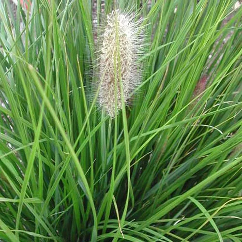 Accessoire pour le jardin：Pennisetum - Le pot de 0,5 litre
