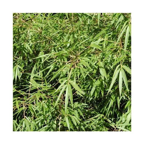 L’essentiel pour l’extérieur:Bambou Fargesia Rufa vert en pot de 3 L