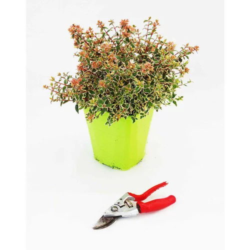 Pour profiter du jardin:Abélia Grandiflora variété Magic Daydream. Le pot de 4 litres