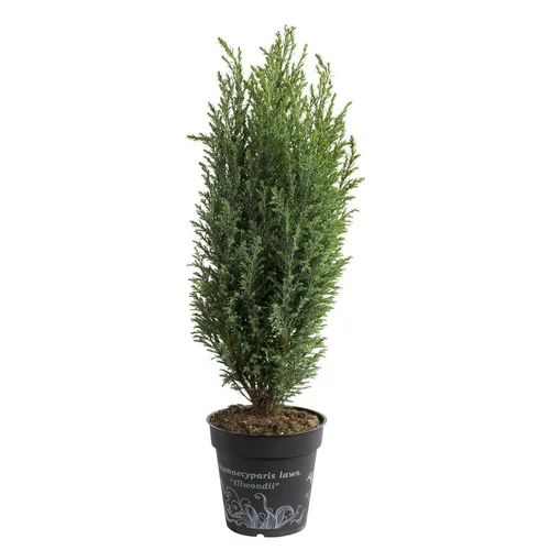 Jardin en douceur：Chamaecyparis Law.Elwoodii - Le pot de 1 litre
