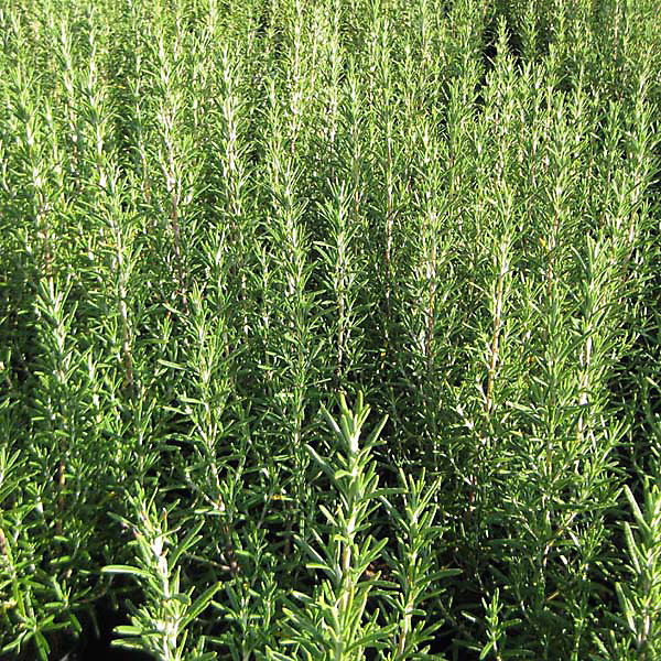 6 x Romarin officinal | Rosmarinus officinalis – godet 9cm x 9cm