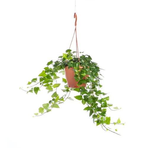 Sélection pour votre jardin：Hedera suspension Ø17xH50 cm