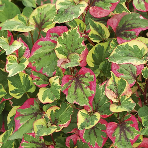 Jardin & confort：Houttuynia caméléon pot de 3 litres