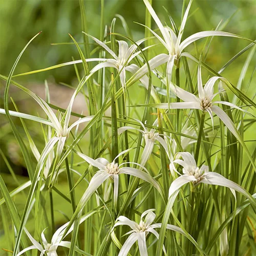 Jardin qualité:Herbe étoilée godet pot de 3 litres