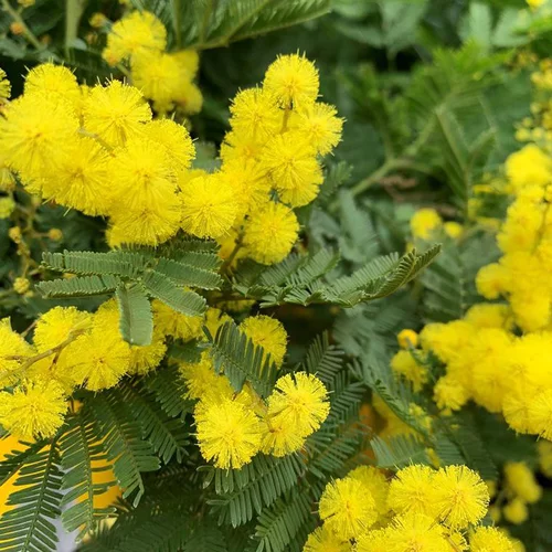 Mieux dehors：Mimosa greffe (Acacia Dealbata) tuteur. Le pot de 2,5 litres