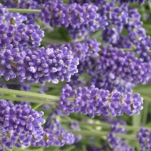 Style extérieur：Lavandula Angustifolia - Le pot de 23 litres