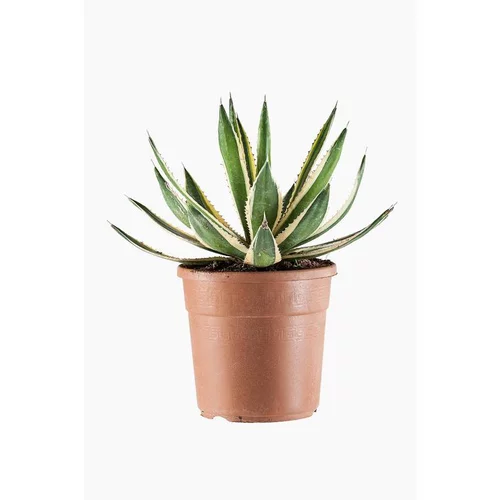 Jardin et équipement:Agave Lophantha Quadricolor en pot de 5 L jaune
