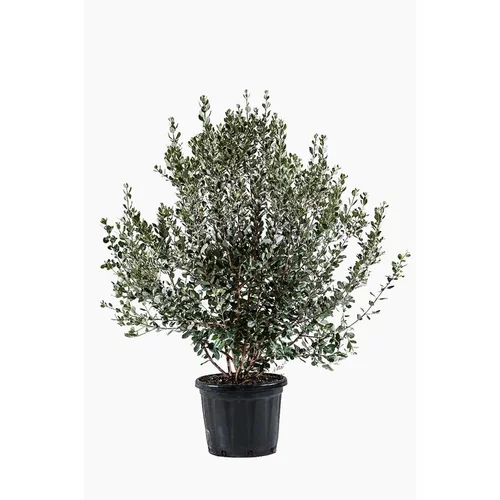 Moderne extérieur:Acca Sellowiana (Goyavier du Brésil) boule en pot de 30 L vert