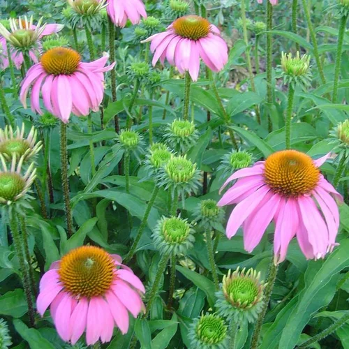 Style extérieur：Rudbeckia - Le pot de 3 litres