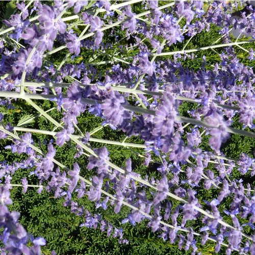 Pour tous jardins：Perovskia Little Spire Bleu - Le pot de 7,5 litres