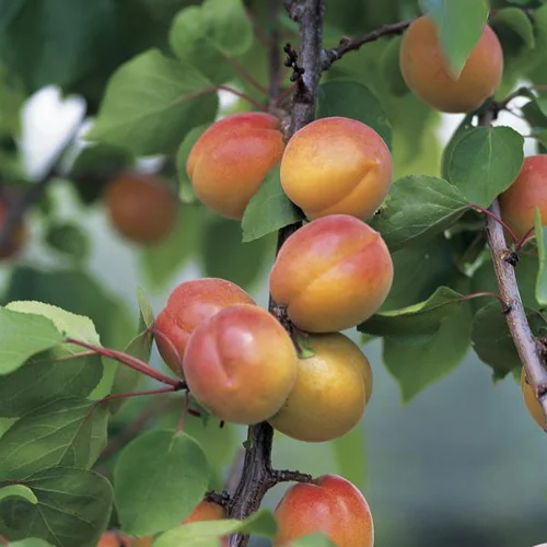 Bien dehors:Abricotier Luizet Bio. Le pot de 12 litres