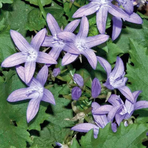 Pour vos projets:Campanule Poscharskyana violette - Le pot de 9 x 9 cm