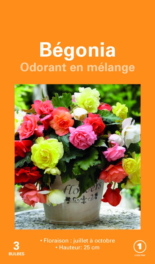 Plaisir dehors：Bulbes de fleurs Bégonia Cascade Odorata en mélange botanic® – 3 bulbes
