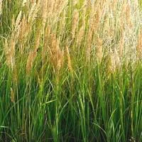 Jardin en extérieur：Calamagrostis - Le pot de 3 litres
