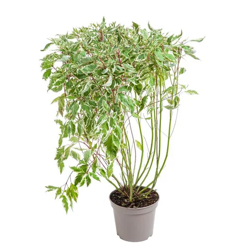 Extérieur solution：Cornouiller panaché Elegantissima blanc. Le pot de 7 litres