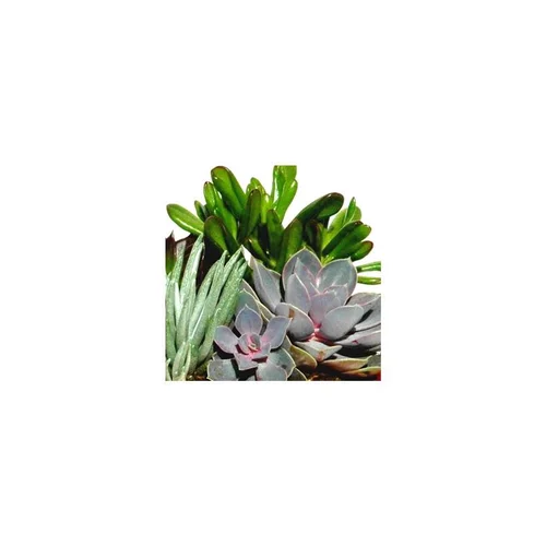 Idéal pour l’extérieur:Plantes grasses variées - Le pot de 2 litres