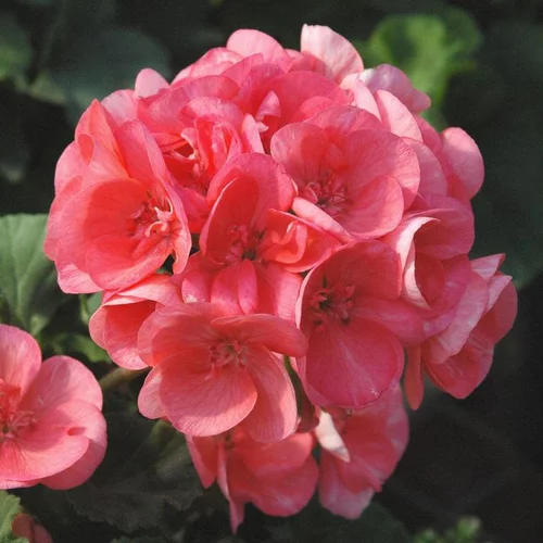 Idée jardin:Géranium Zonal à fleurs multicolores - La coupe