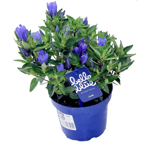 Pour améliorer votre jardin:Gentiane Scabra - Le pot de 10,5 cm