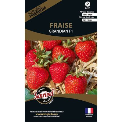 Graines potagères premium fraise Grandian